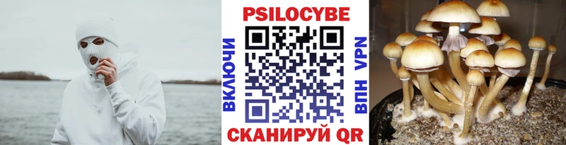 Галлюциногенные грибы Psilocybine cubensis  Староминская 
